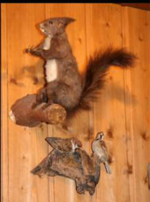 Squirrel